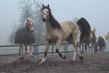 Mustang Deutschland Pferd