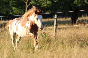 Mustang Pferd Kaufen Usa