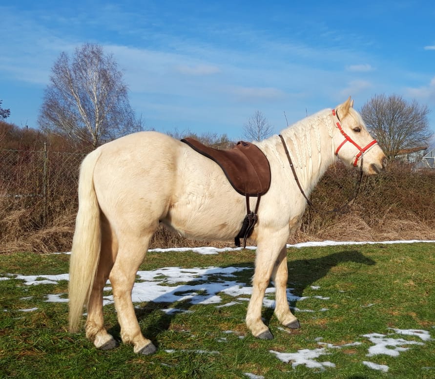 Erfahrungsbericht Golden Spirit